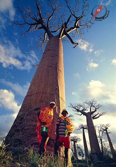 baobab-road-madagascar-3