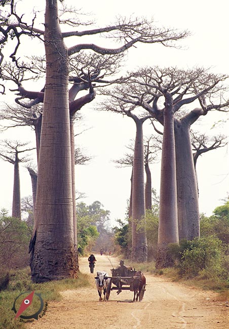 baobab-road-madagascar-5